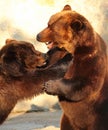 Two brown bears (Ursus arctos) playing in a zoo Royalty Free Stock Photo